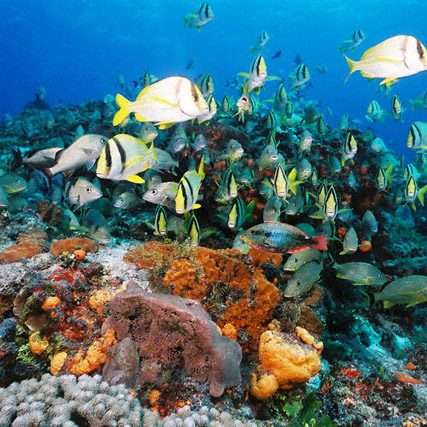 photo of underwater reef in Cozumel with tropical reef fish