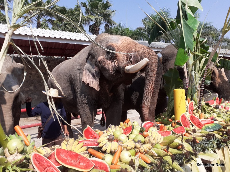 Elephants at their breakfast table with fresh fruits and vegetables