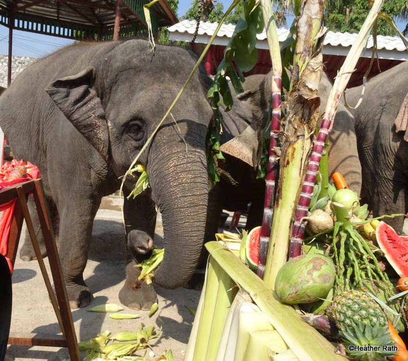 The elephants husk the corn with their teeth before enjoying corn on the cob