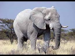 White elephant is lighter skinned than the normal gray elephant.