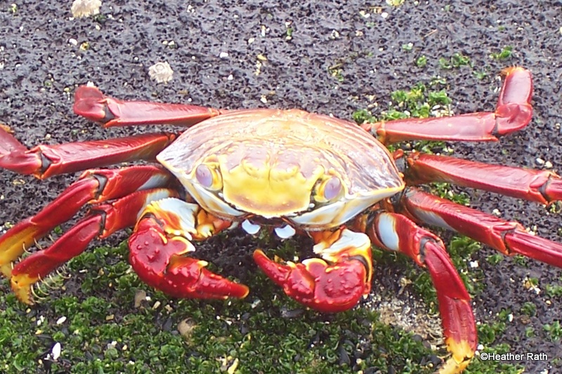 Sally LIghtfoot Crab, Fernandina Island