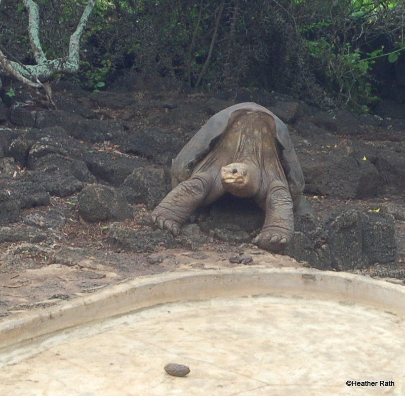 Lonesome George - the last of his species.