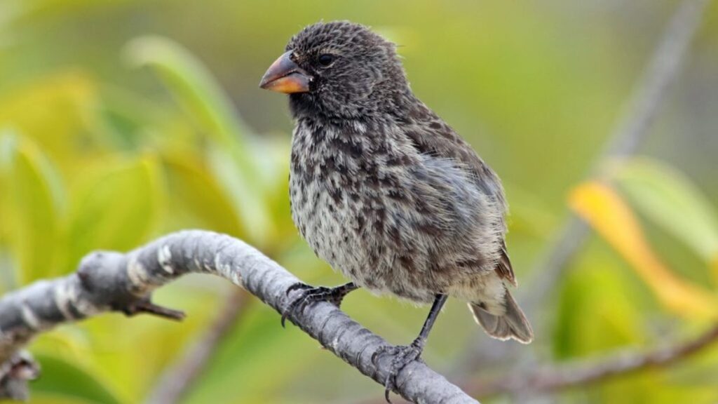 Darwin's finch - a good example of adaptive evolution in the Galapagos.