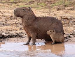 Capybara