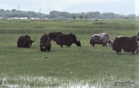 Grazing Yak