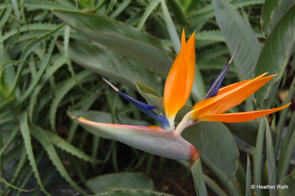 Bird of Paradise flower