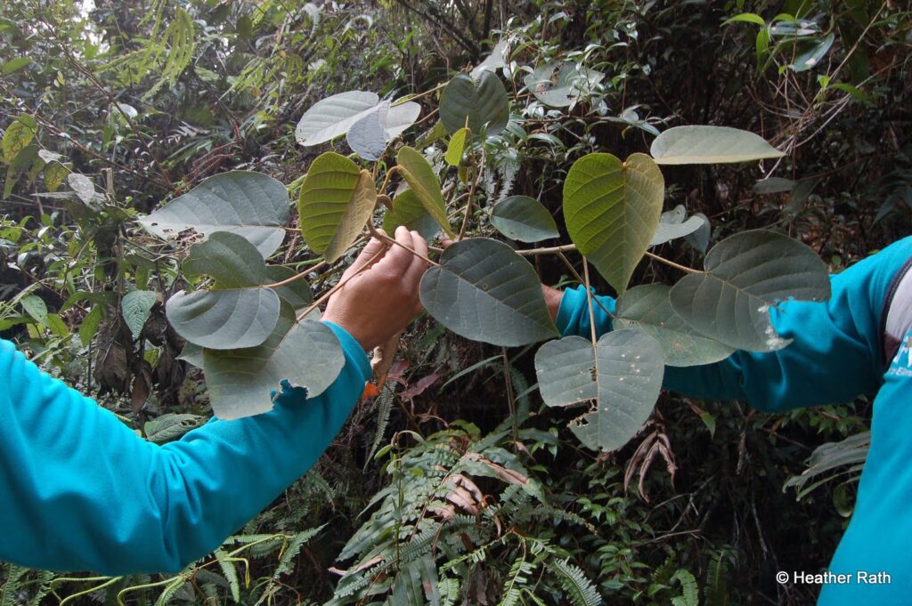 Leaf of the dragon tree