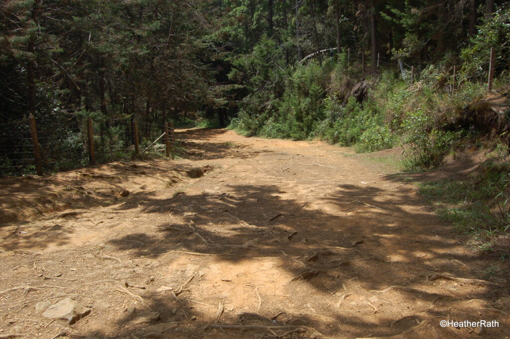 Ancient Inca road