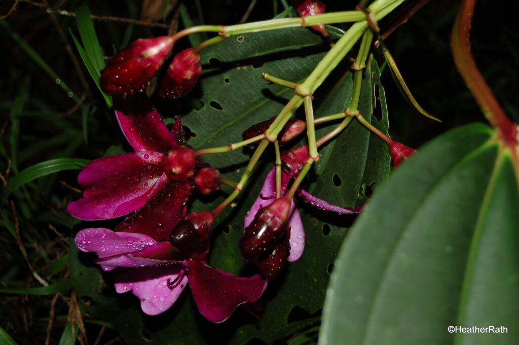 This flower is nature's Lomotil