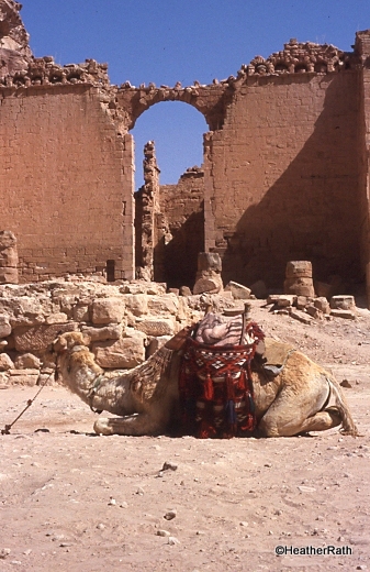 camel rides here are popular
