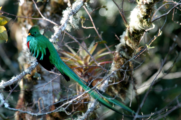 The quetzal
