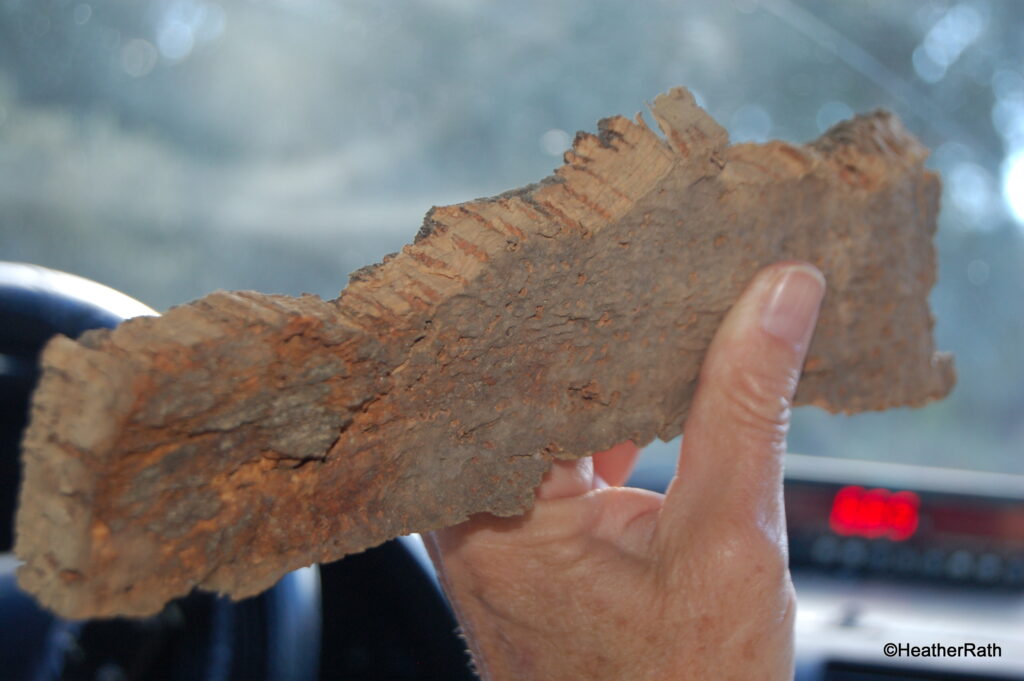 The bark of the cork tree