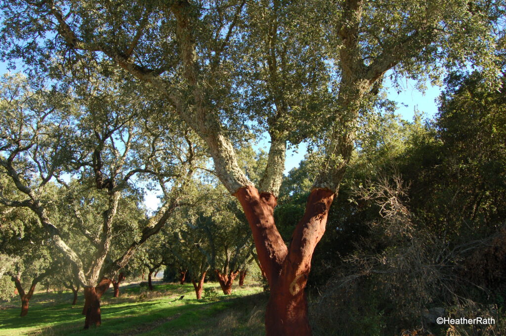 A grove of cork trees recently harvested, Évora