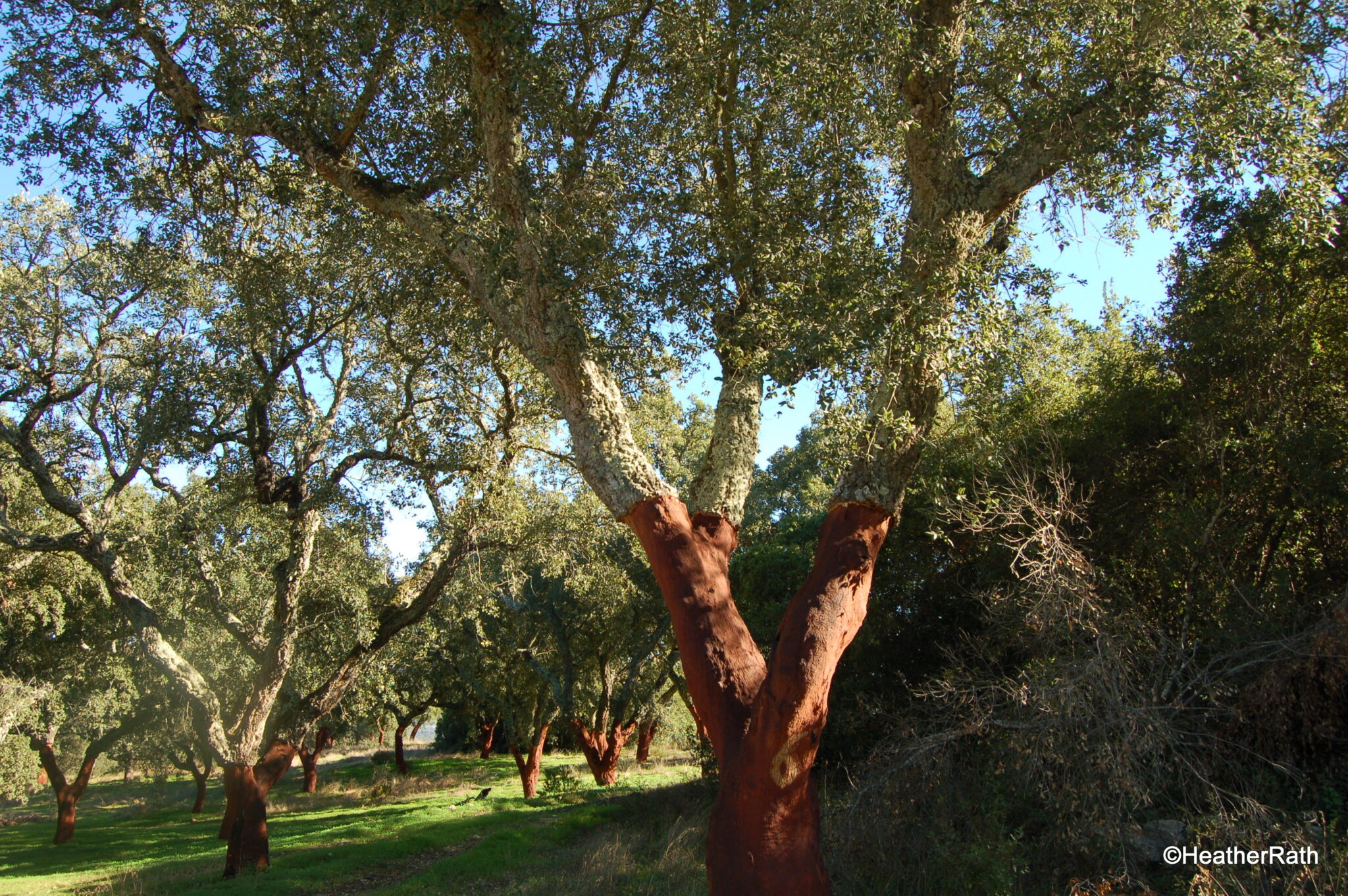 What do the Chapel of Bones, Cork Trees, and Megaliths Have in Common