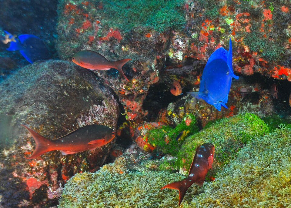 reef fish