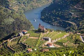 vineyards in the Douro Valley