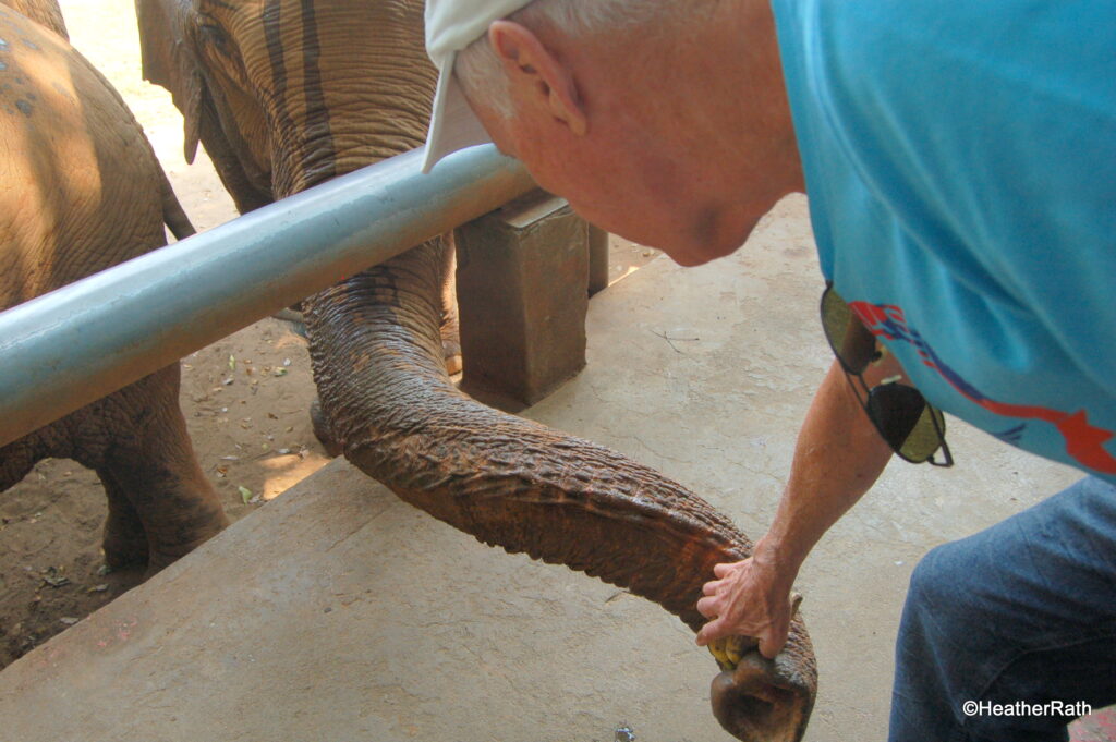 Feeding an elephant