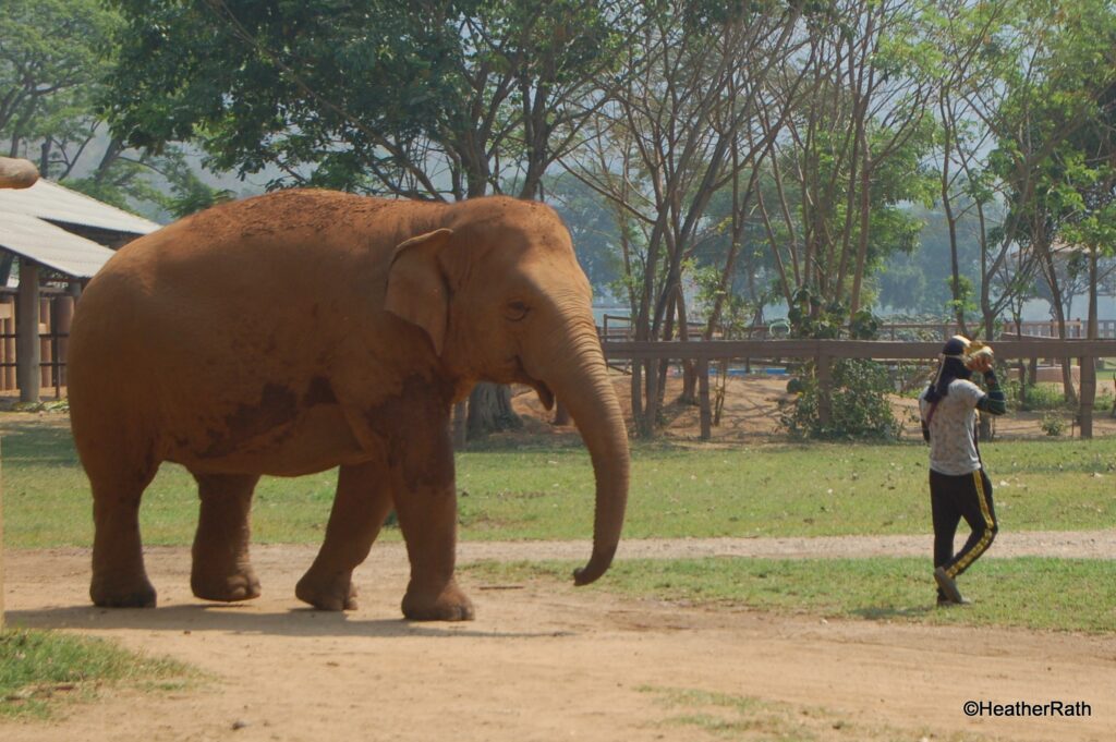 elephant following trainer