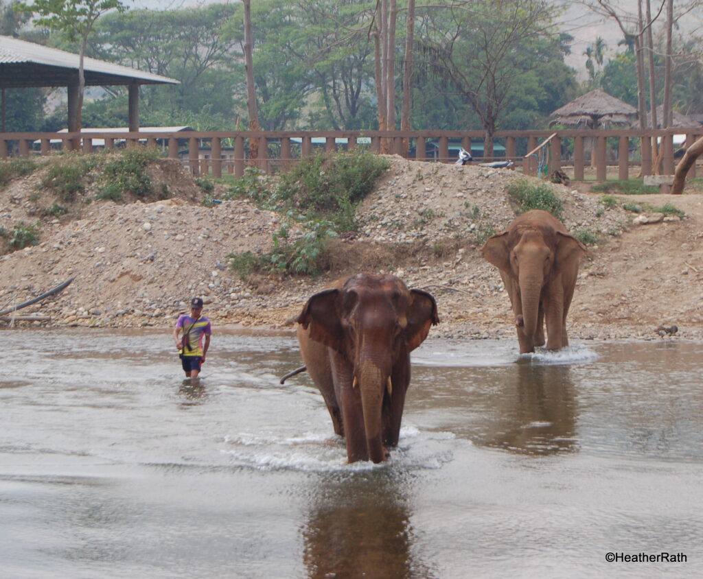 two of the 70 elephants in the park