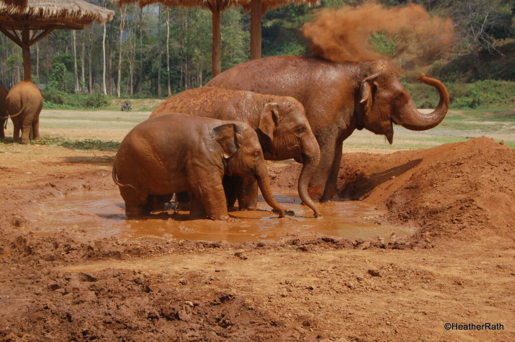 elephant taking a mud bath