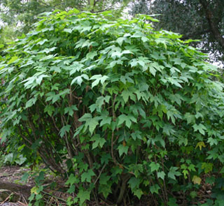 Chaya bush