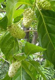 noni fruit
