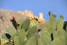 prickly pear cactus