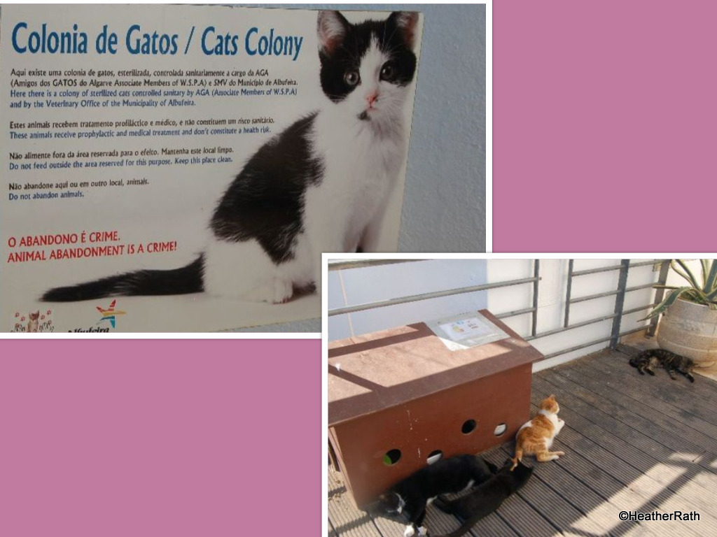 Cats in Albufeira