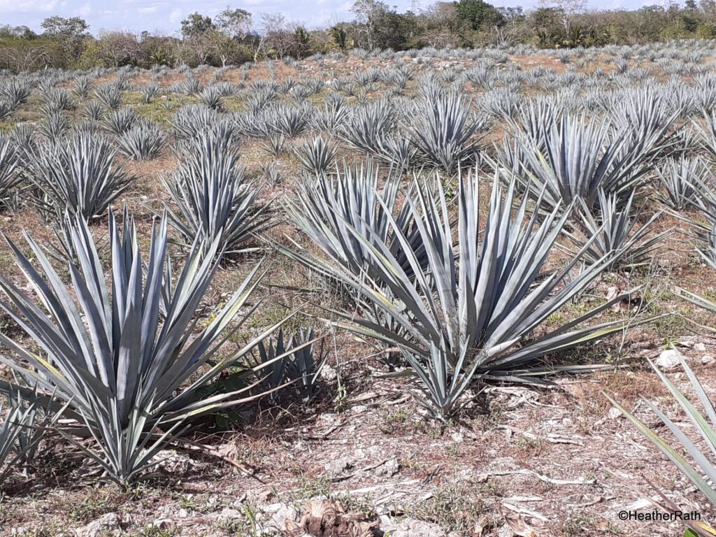 This is a field of cultivated blue aguave cactus.