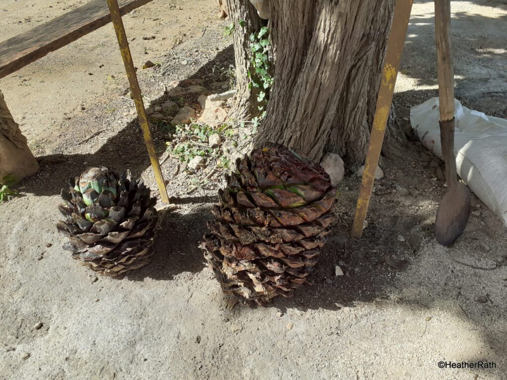This is called the pineapple of the agave plant and is the part used in the manufacture of the alcohol we know as tequila.