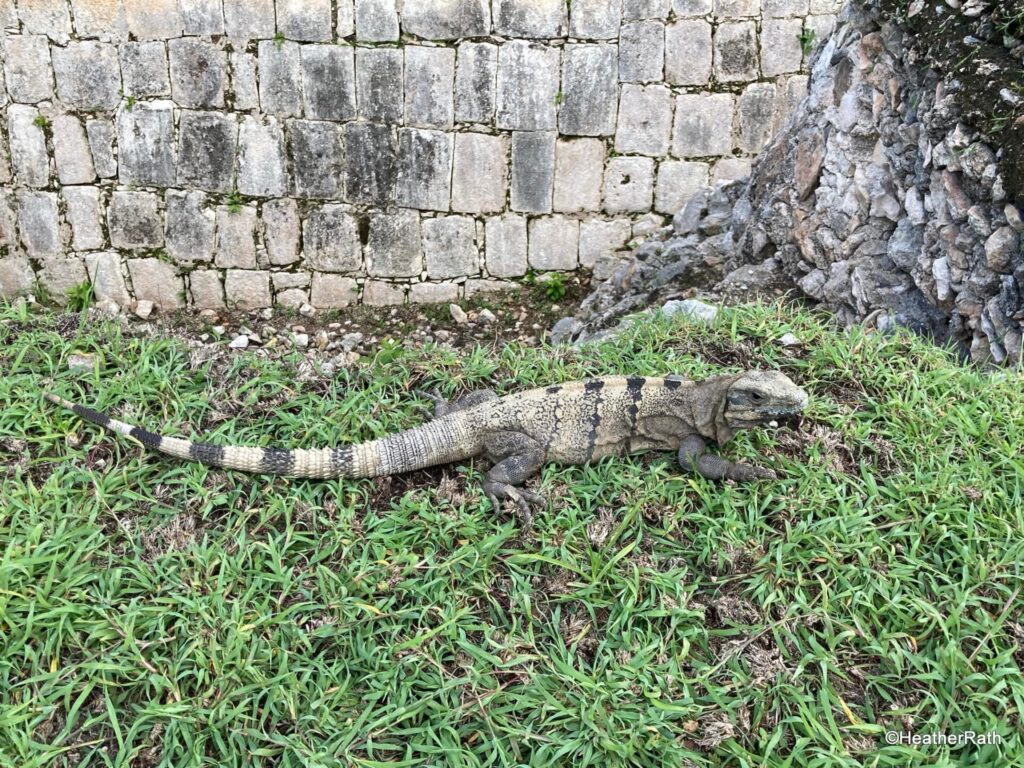 pic of a wandering iguana