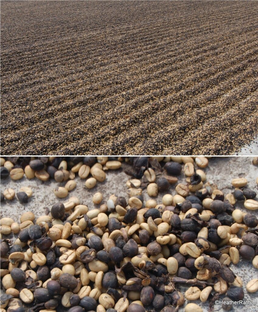 Here the washed beans are shown with some skins and are drying in the sun on a large concrete pad.