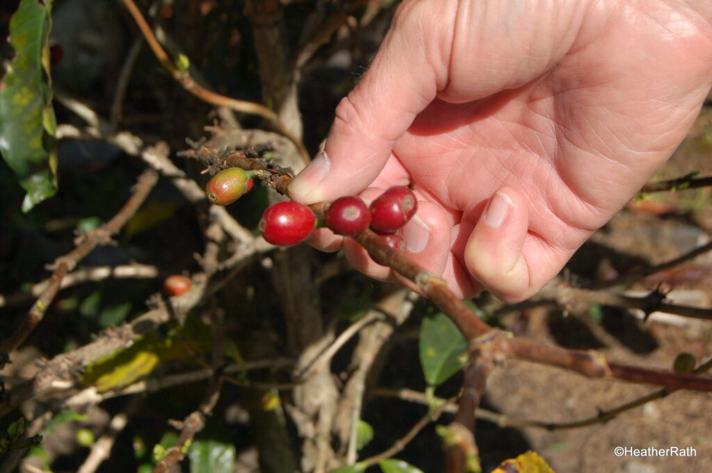 coffee tree and ripe coffee berries