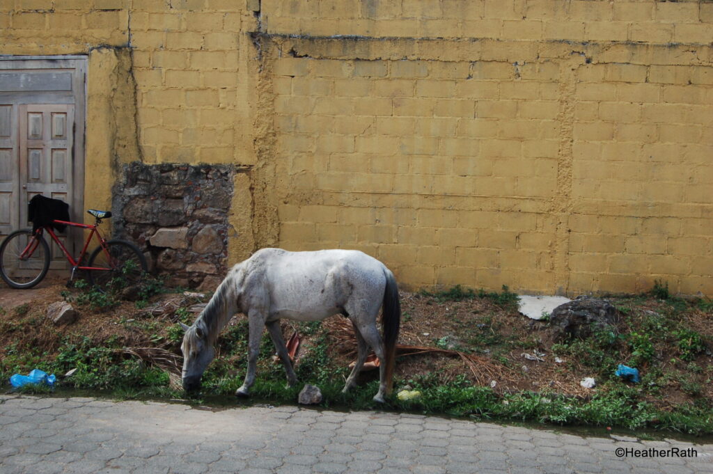 Stray horse seeking nourishment just across the street from our home.