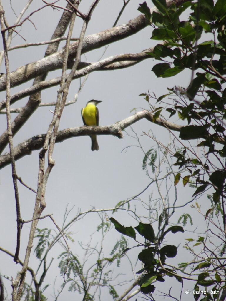 Social Flycatcher pic