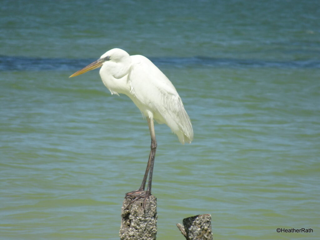 image of Great White Heron