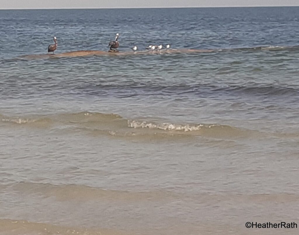 Brown Pelicans and common Sandpipers on a sand bar