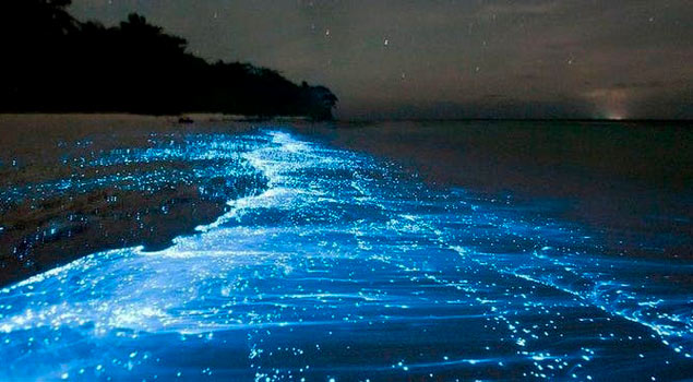 image of Bioluminesence at Holbox