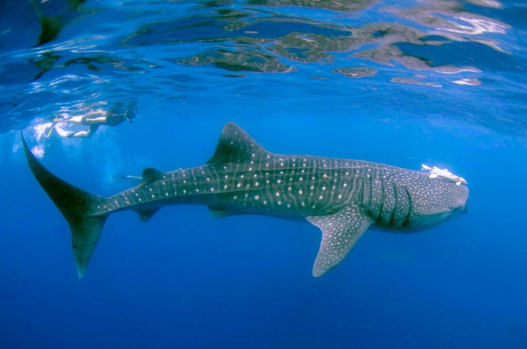 image of whale sharks