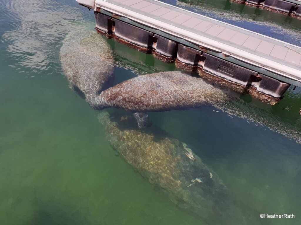 Photo of manatees