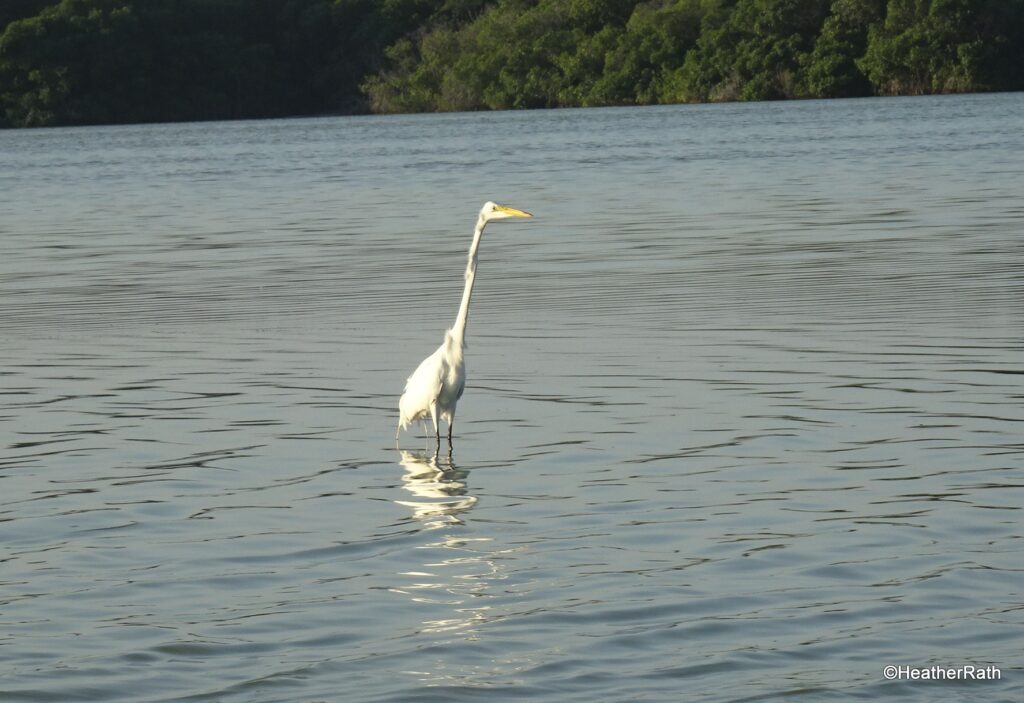 pic of Great White Heron