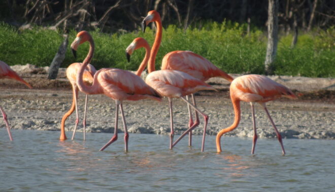 American Flamingos feeding in the Ria Lagartos Biosphere