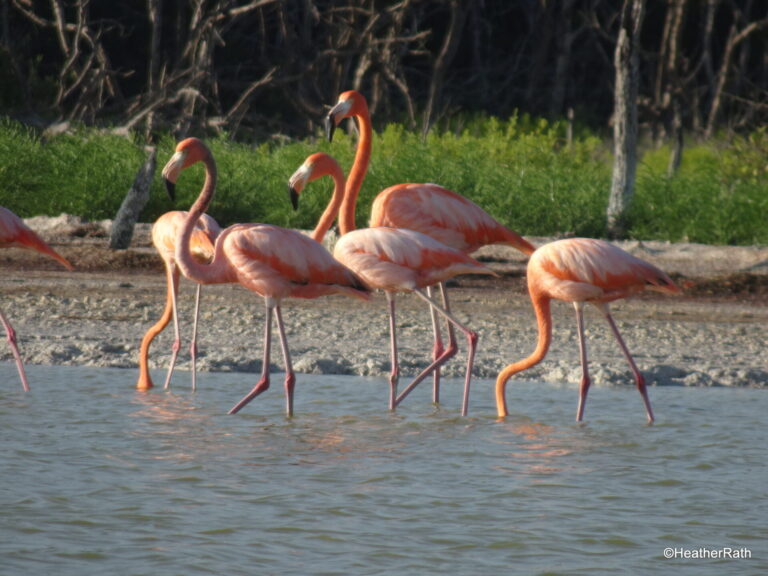 American Flamingos feeding in the Ria Lagartos Biosphere