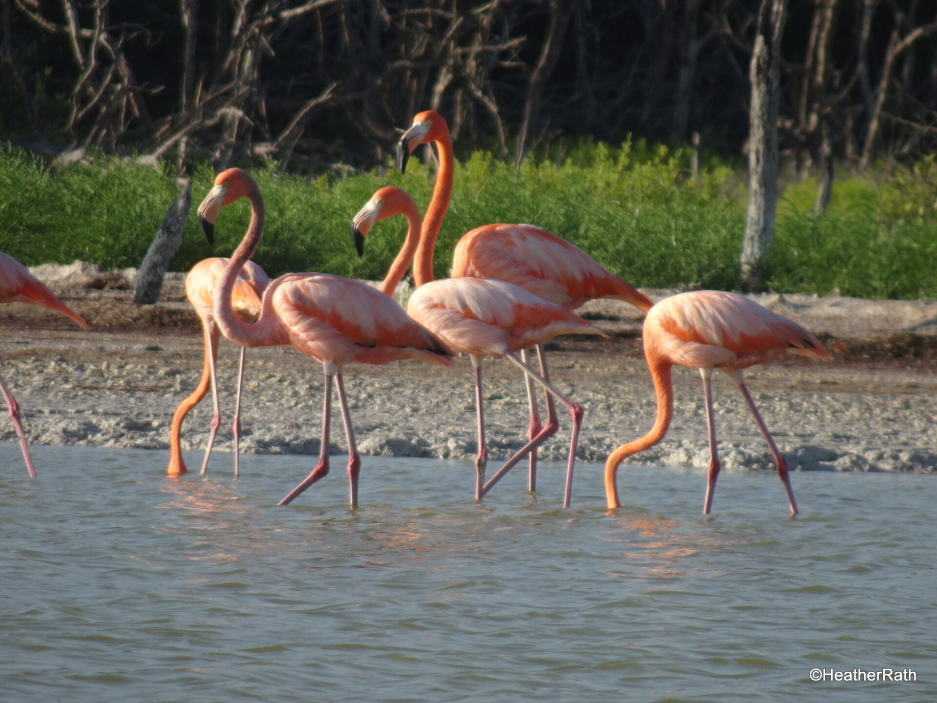 American Flamingos feeding in the Ria Lagartos Biosphere