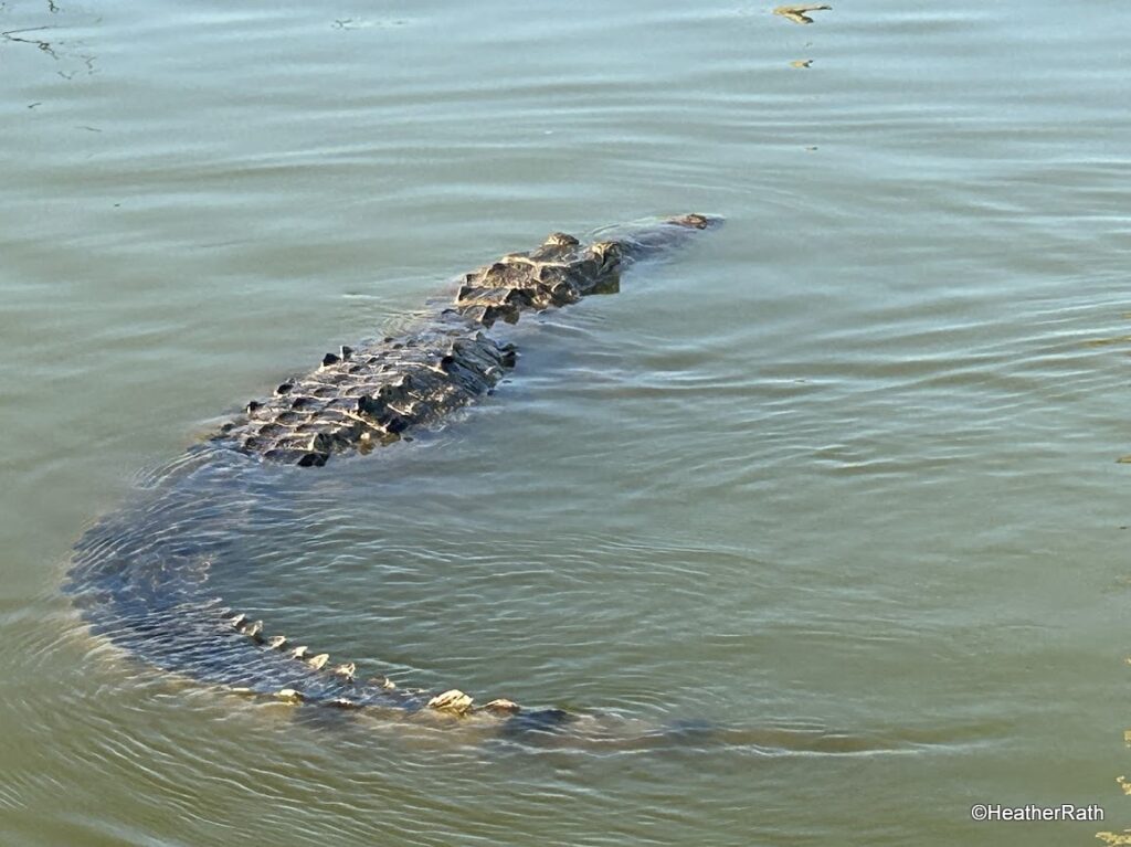 crocodile in Ria Lagartos Biosphere