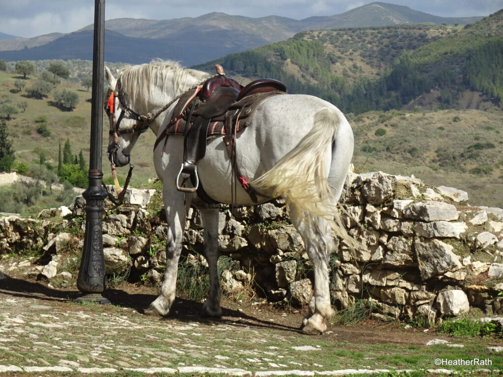pic of a white horse with saddle belonging to a resident in the Castle neighbourhood