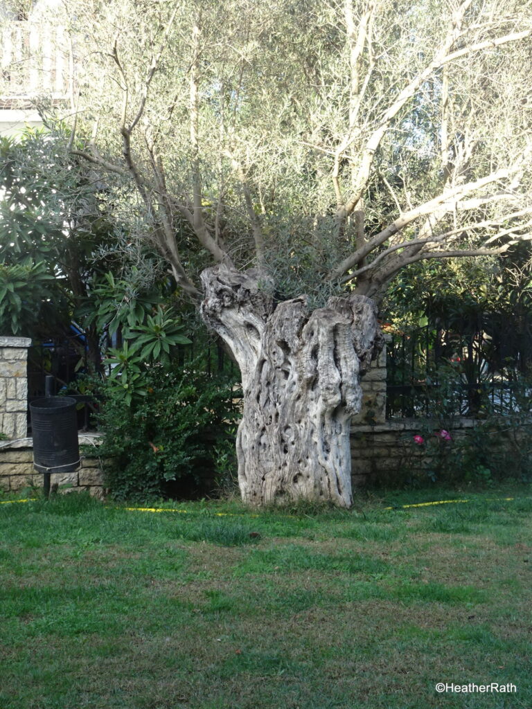 stump of 500 year old olive tree at Cobo Winery